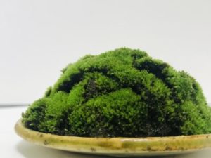苔テラリウム
