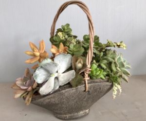 鉢植え